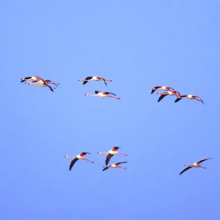 公寓 In Near Adriatic Coast