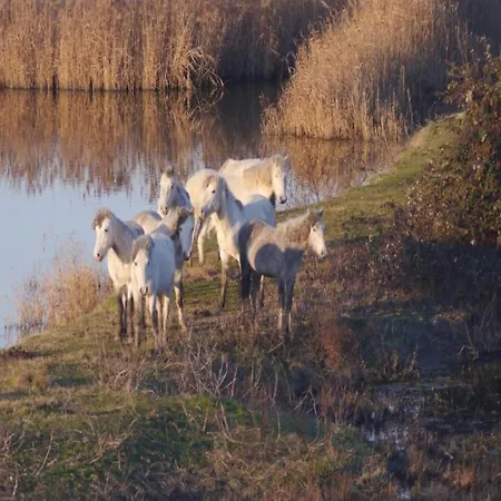 In Near Adriatic Coast 公寓 丽都斯皮纳